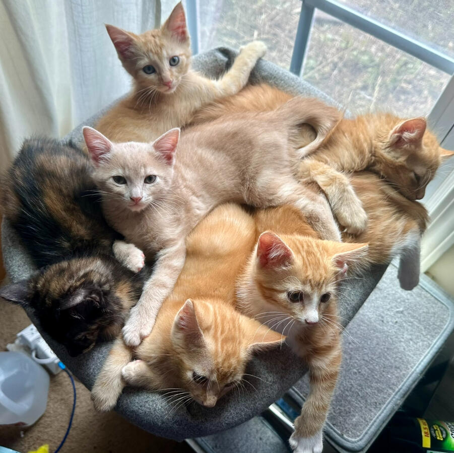 Momma Cuddles Kittens