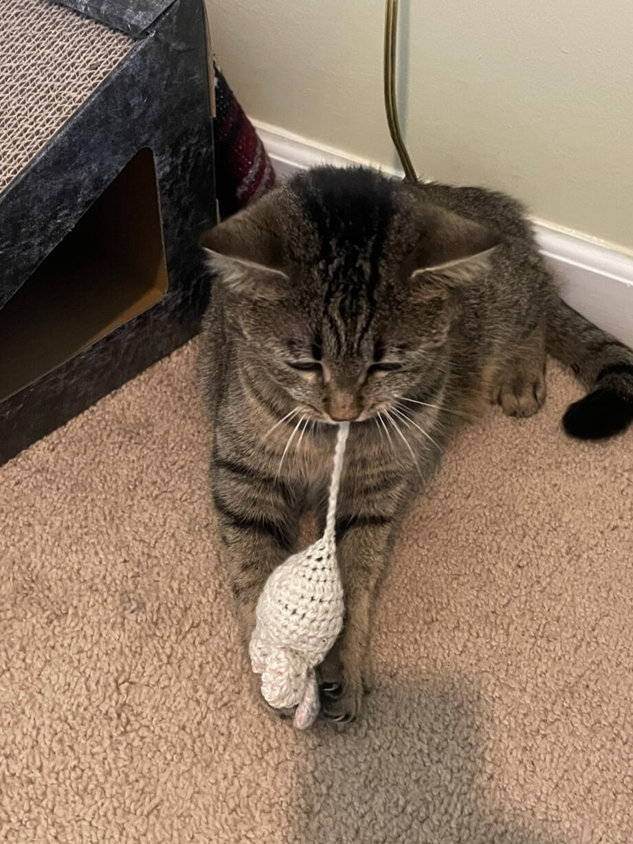 Ellie — The Cat Who Inspired This Project